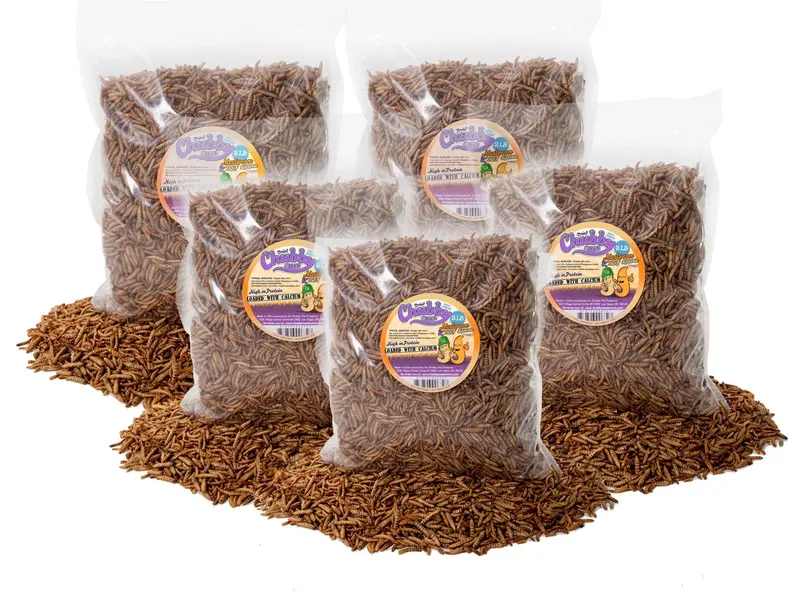 10 Lb Hybrid Insect Mix – Mealworms & Bsfl, Sustainably Produced In Montreal 1