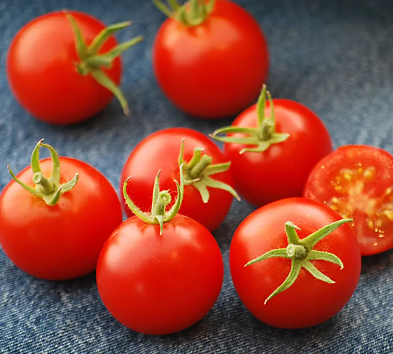 42-Day Tomato – Ultra-Early Maturing Hybrid Variety 1