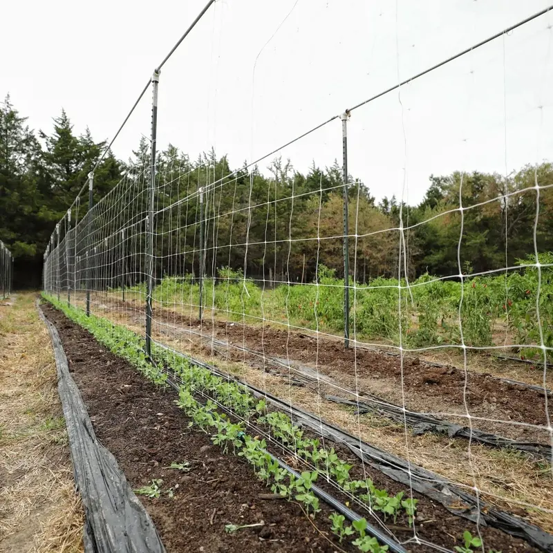 6-Inch Mesh Trellis Netting For Vertical Growth 1