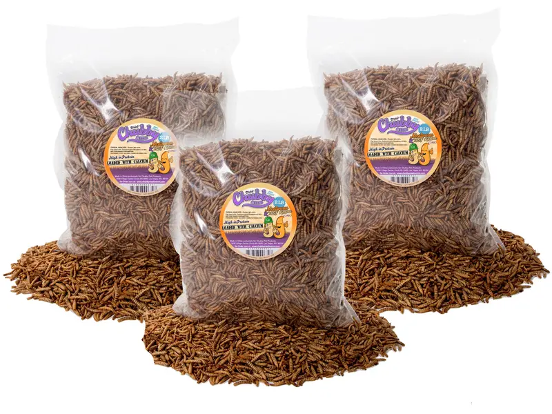 6 Lb Curated Insect Combo – Mealworms And Black Soldier Fly Larvae, Eco-Packaged 1