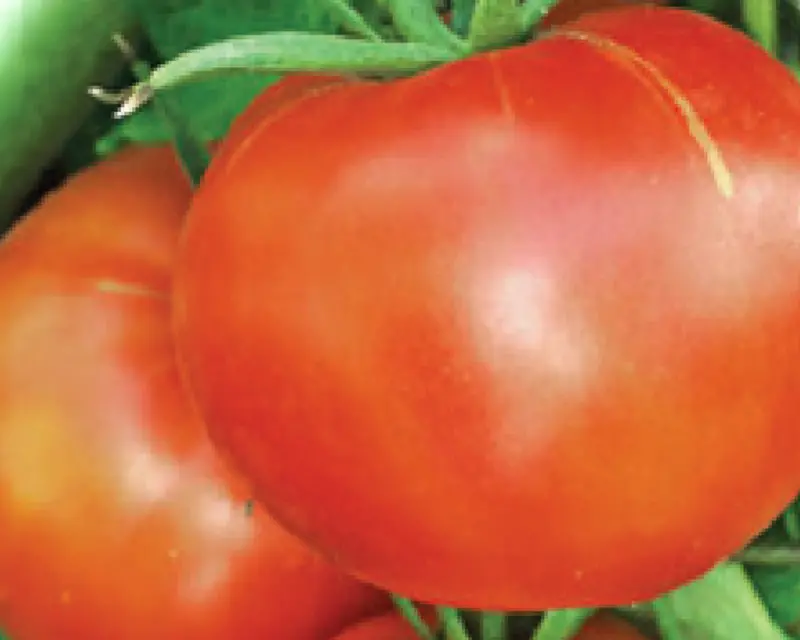 Abraham Lincoln Heirloom Tomato Seeds (Buckbee'S®) 1