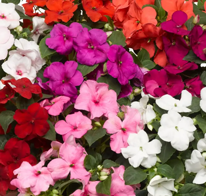 Accent Premium Impatiens Seed Mix — Vibrant, Easy-Grow Annual Flowers 1