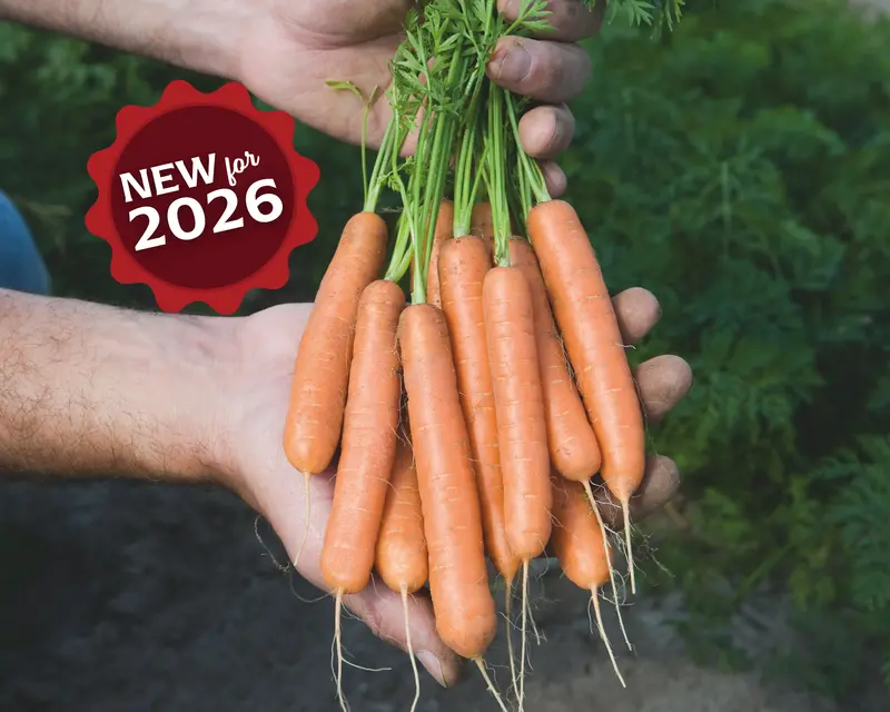 Adelaide Carrot Seeds – Smooth, Coreless Hybrid With Superior Sweetness 1