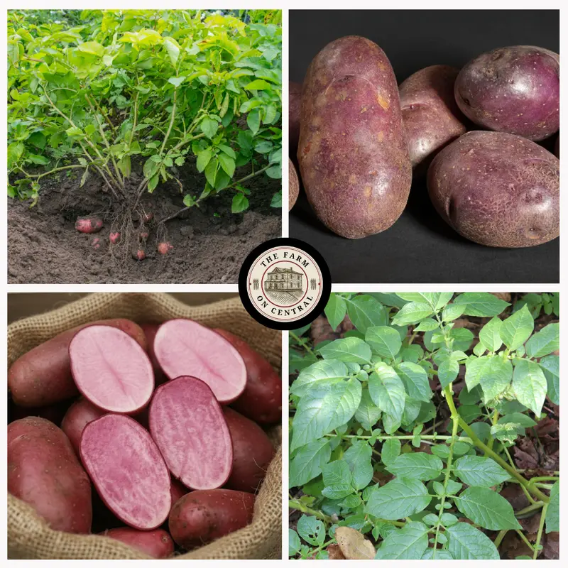 Adirondack Red Potato Tubers – Free Shipping Included 1