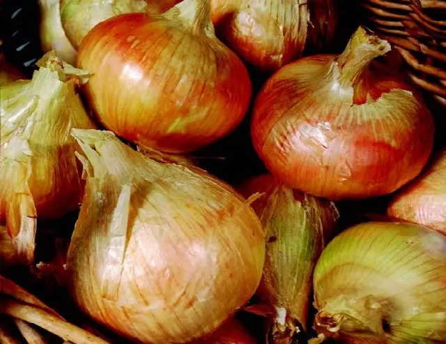 Ailsa Craig Exhibition Onion Seeds – Giant, Mild, And Perfect For Shows Or Storage 1