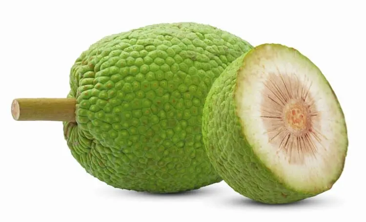 Air-Layered Breadfruit Tree – Fast-Fruiting, Tropical Staple Food Source 1