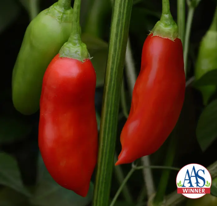 Aji Rico Hybrid Pepper Seeds – Flavorful, Medium-Heat Andean Capsicum With Tropical Notes 1