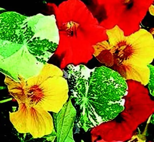 Alaska Mix Nasturtium Seeds – Edible Flower Blend 1
