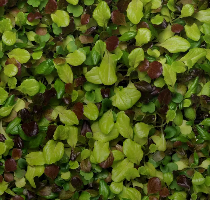 Alfresco Mesclun Lettuce Blend Seeds 1