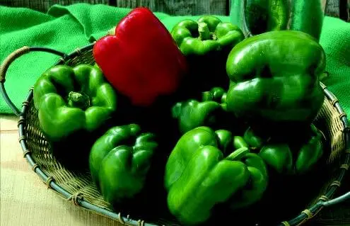 Alliance Bell Pepper Seeds – High-Yield Hybrid, Thick-Walled Fruit 1
