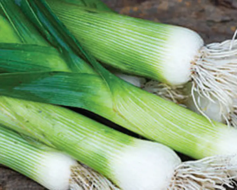 Allium Porrum 'Dawn Giant' Leek Seeds 1