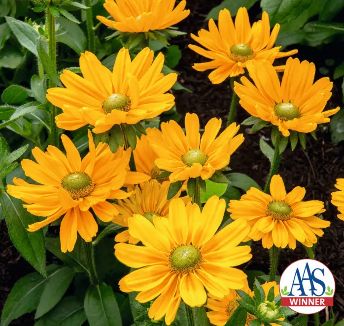 Amarillo Gold Rudbeckia Flower Seeds 1