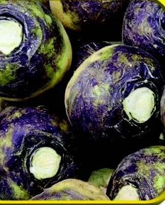 American Purple Top Rutabaga Root Vegetable Seeds 1