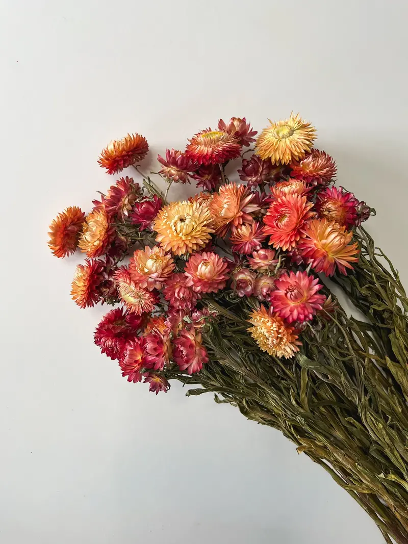Apricot Strawflower Dried Botanicals For Crafts 1