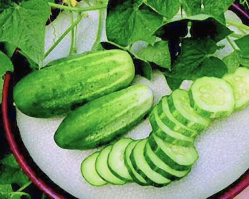 Arkansas Little Leaf Cucumber Seeds (H-19 Variety) 1