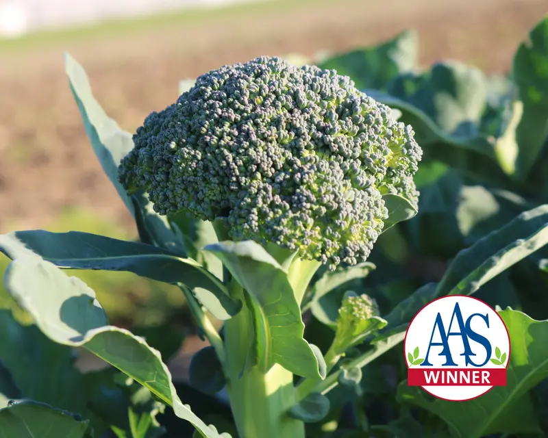 Artwork Baby Broccoli Seeds – Tender Hybrid Sprouting Type 1
