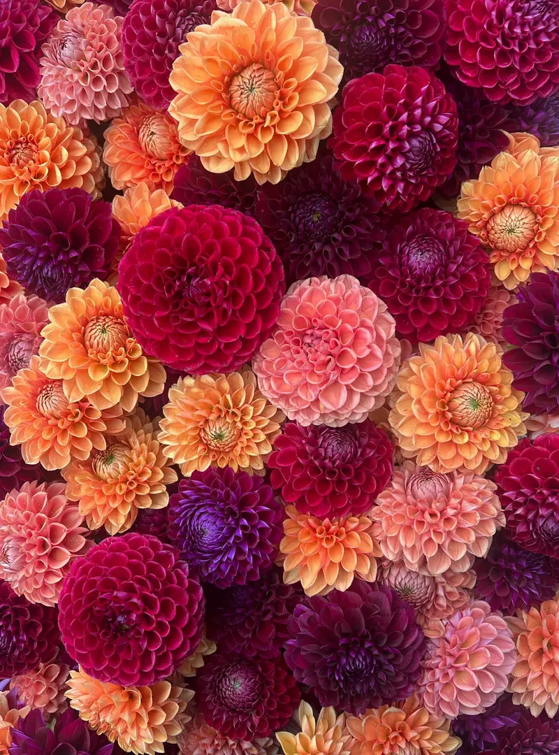 Autumnal Tone Dahlia Tuber Mix – 10 Tubers 1