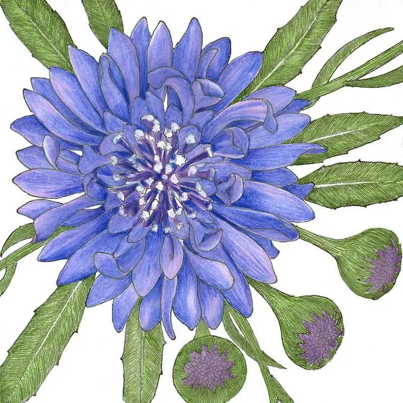 Bachelor Button Flower Seeds – 1/4 Pound Bulk Package 1