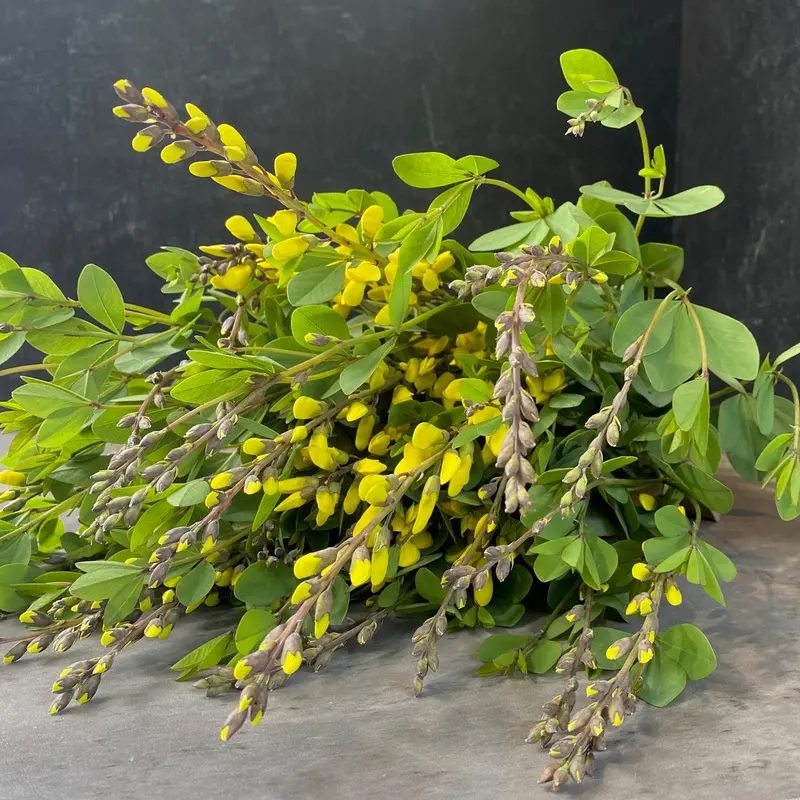 Baptisia 'American Goldfinch' – 3-Pack Bare-Root Plugs 1