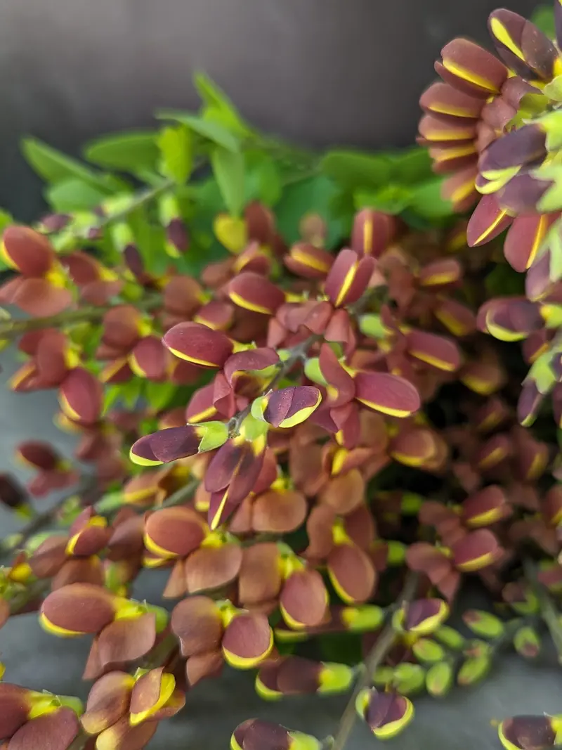 Baptisia 'Cherries Jubilee' – 3-Pack Bare-Root Plugs 1