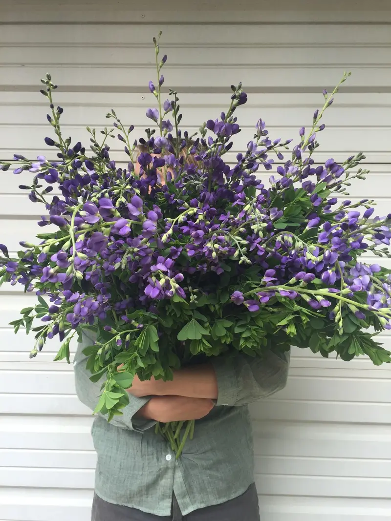 Baptisia False Indigo – Dormant Bareroot Plant 1
