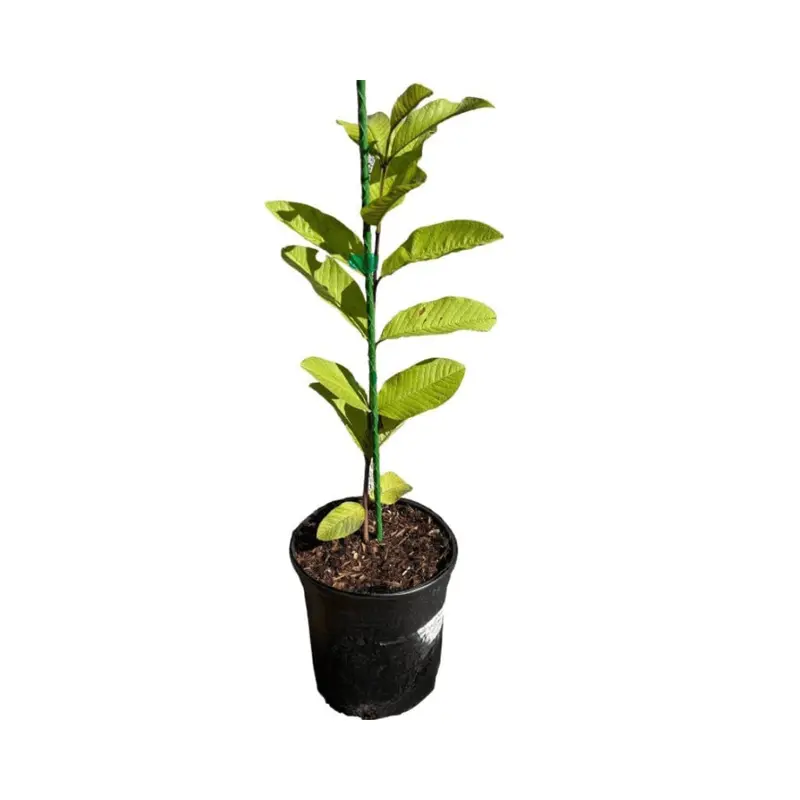 Barbie Pink Guava Tree – Fragrant, Blush-Pink Fruit Variety 1