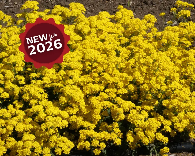 Basket Of Gold Alyssum Seeds – Low-Growing, Fragrant White Flower Carpet 1