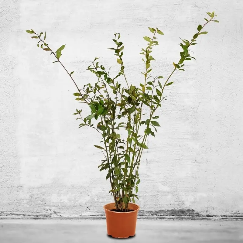 Bay Laurel Plant – Culinary Herb Tree For Indoor Or Outdoor Use 1