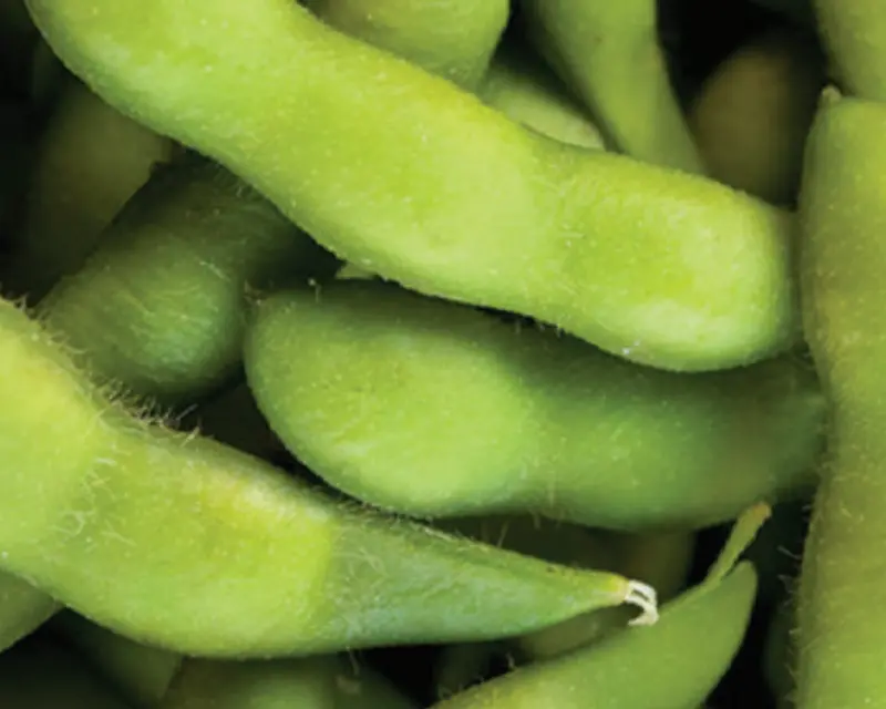 Be Sweet Edamame Vegetable Seeds 1
