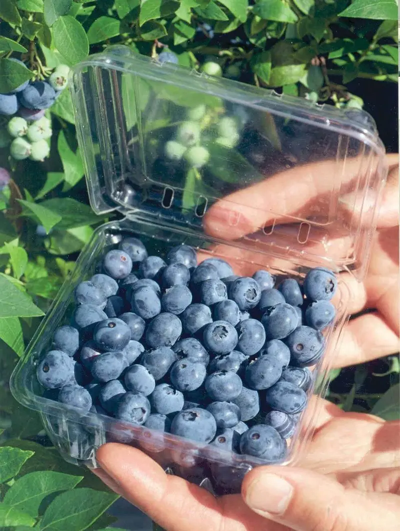 Biloxi Blueberry Bush – Heat-Tolerant Southern Highbush Variety 1