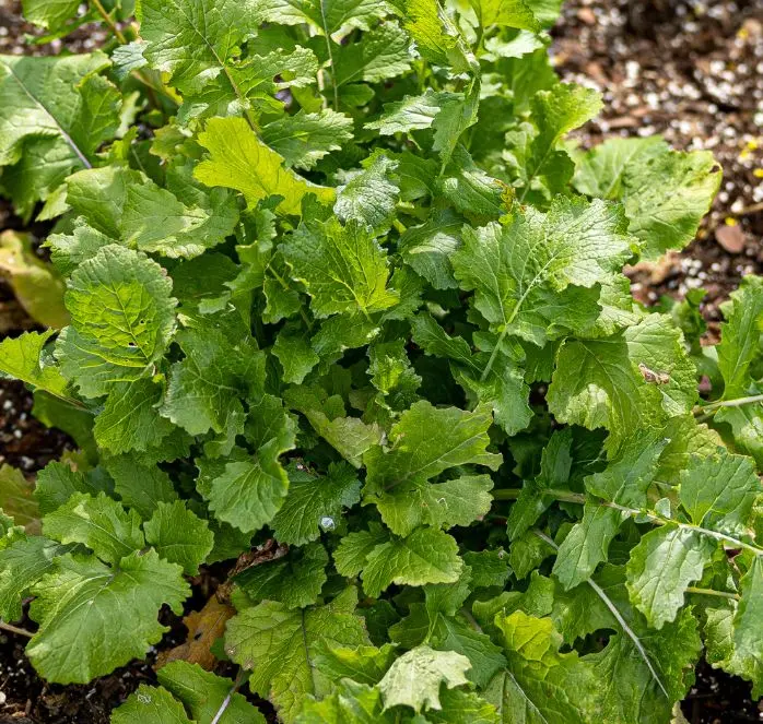 Black-Seeded Simpson Lettuce – Fast-Growing, Loose-Leaf Greens 1