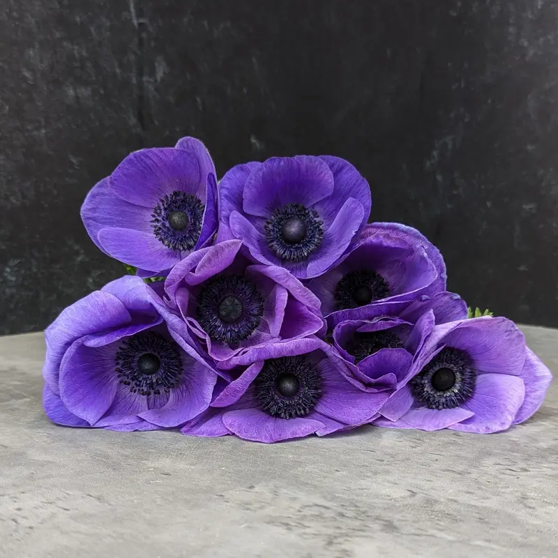 Blue Anemone Corms – Spring-Flowering Bulb Pack 1