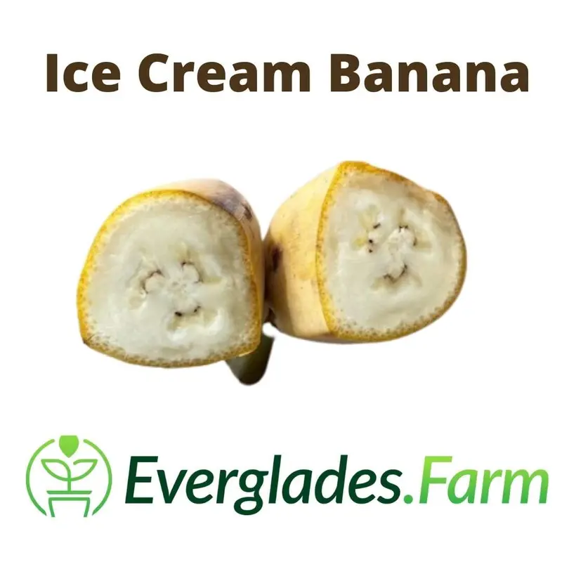 Blue Java Banana Plant – Ice Cream Flavor, Cold-Tolerant Variety 1