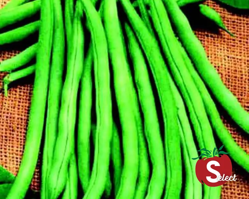 Blue Lake 274 Pole Bean – Classic Tender, Stringless Heirloom Variety 1