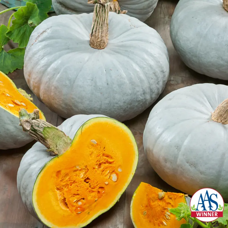 Blue Prince Pumpkin Seeds – Unique Blue-Rinded, Nutty-Flavored Hybrid Winter Squash 1