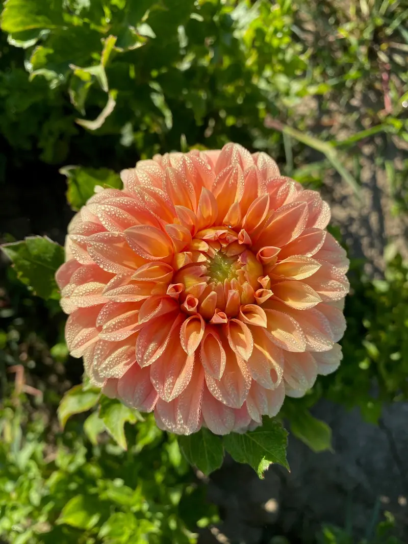 Bracken Palomino Dahlia Tubers – Warm Beige-Gold Hue 1