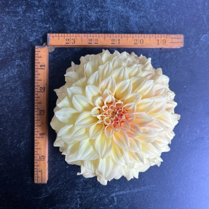 Bracken Sarah Dahlia – 3 Rooted Cuttings 1