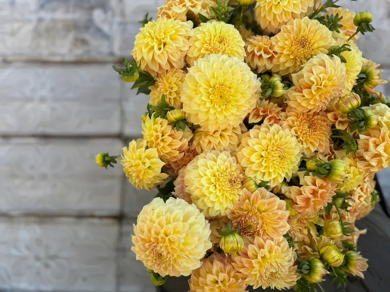 Bracken Sarah Dahlia Tubers – Rustic Bronze-Pink Variety 1