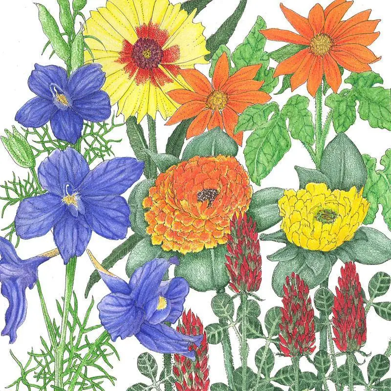Butterfly-Attracting Wildflower Seed Blend – 1 Pound 1