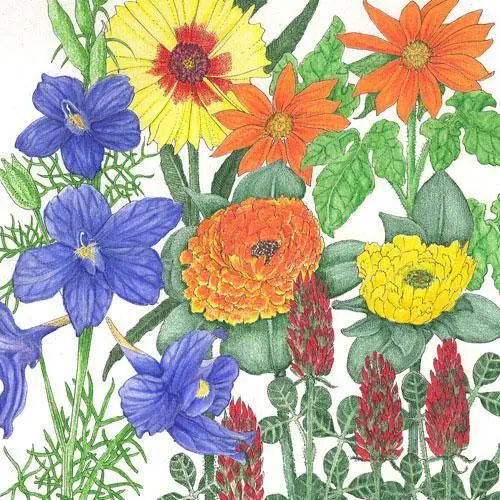 Butterfly Garden Wildflower Mix – 1/4 Lb Pollinator-Friendly Native Blend 1