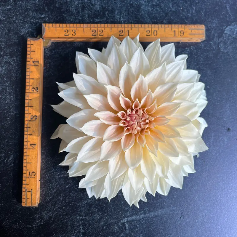 Café Au Lait Dahlia – 3 Rooted Cuttings 1