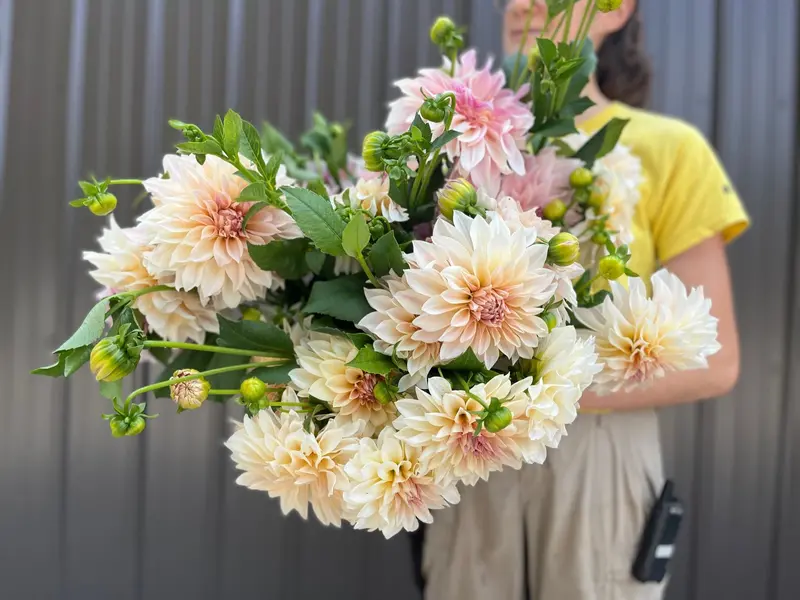 Café Au Lait Dahlia Tubers – Creamy Blush Dinnerplate Flowers 1
