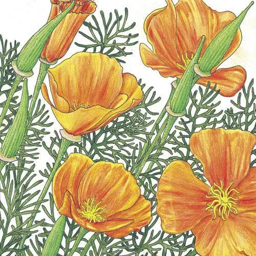 California Golden Poppy Seeds – 1/4 Lb Heirloom, Easy-To-Grow Native Wildflower 1