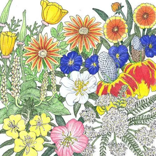 California Native Perennial Wildflower Seeds – 0.25 Pound 1
