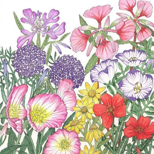 California Native Wildflower Mix – 1/4 Lb Regionally Adapted Seed Blend 1