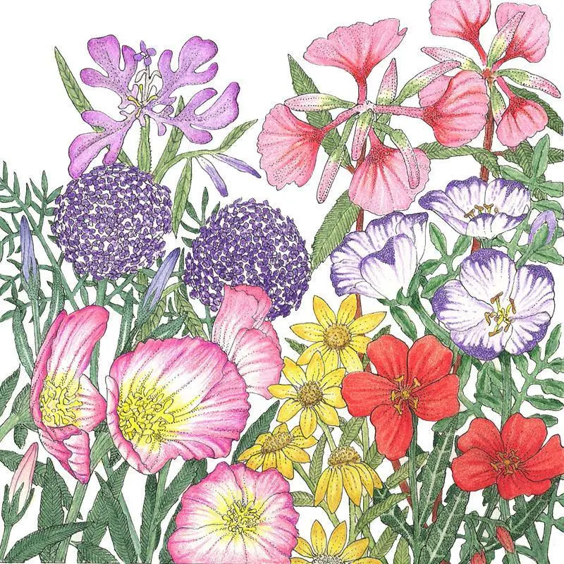 California Native Wildflower Seed Blend – 1 Pound 1