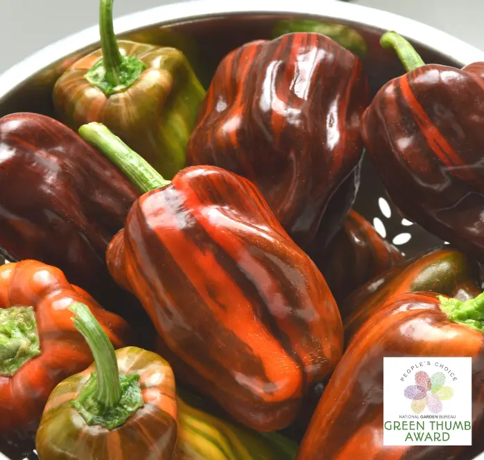 Candy Cane Chocolate Cherry Pepper Seeds – Striped, Sweet Mini-Pepper Hybrid 1