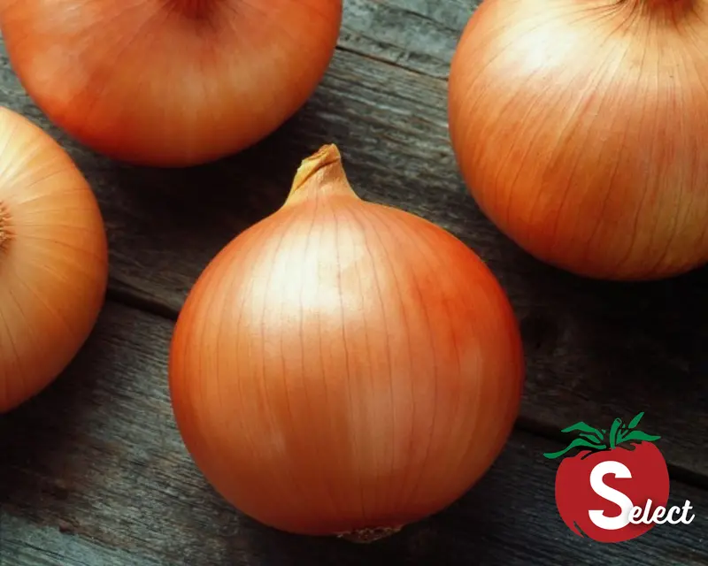 Candy Hybrid Onion Seed Pack – High-Yield Garden Variety 1