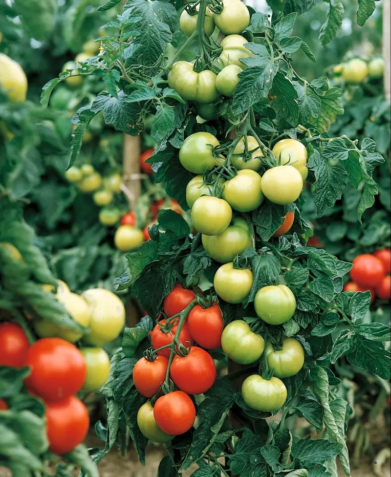 Carmello Tomato Seeds – Indeterminate, Rich-Flavored Red Hybrid With Excellent Shelf Life 1
