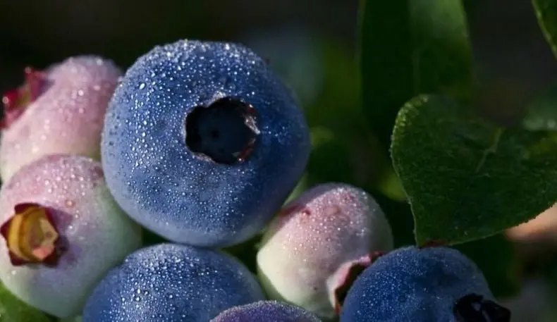 Chandler Blueberry – Fresh Or Frozen Berry Variety 1